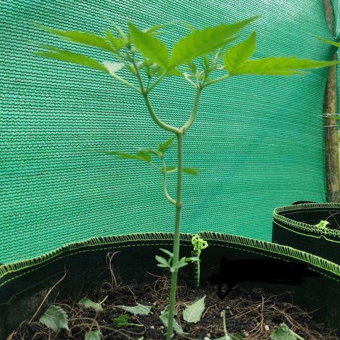 BCN Critical XXL growlog timeline photo