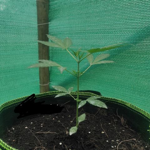 BCN Critical XXL growlog timeline photo