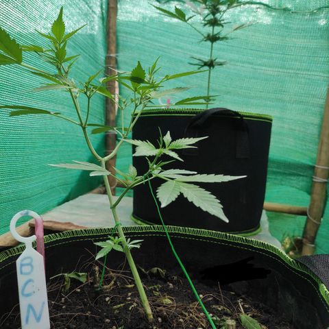 BCN Critical XXL growlog timeline photo