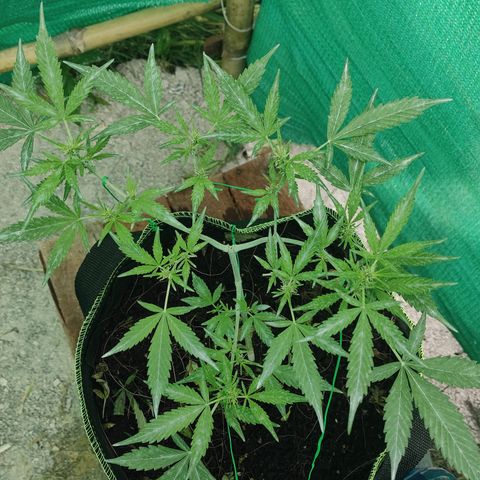 BCN Critical XXL growlog timeline photo