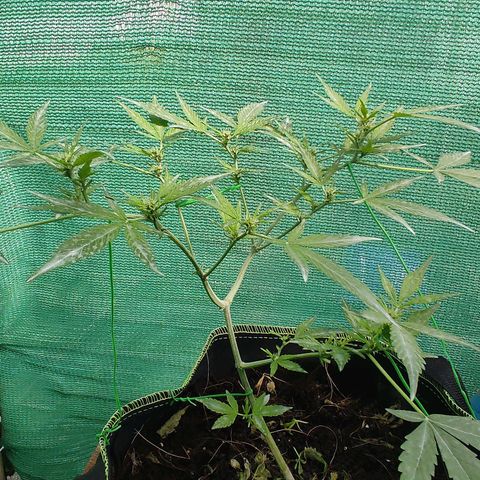 BCN Critical XXL growlog timeline photo