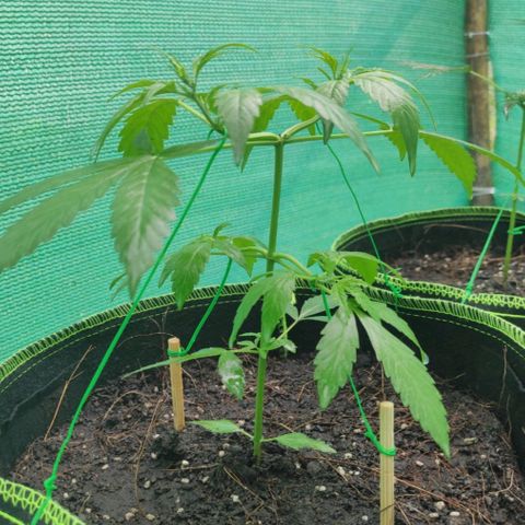 BCN Critical XXL growlog timeline photo