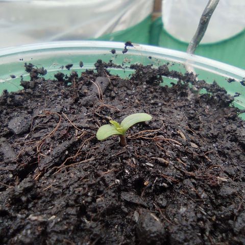 Monkey Glue growlog timeline photo