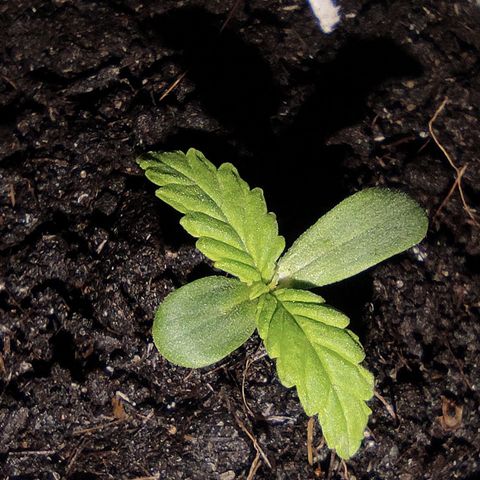 Monkey Glue growlog timeline photo