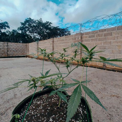 BCN Critical XXL growlog timeline photo