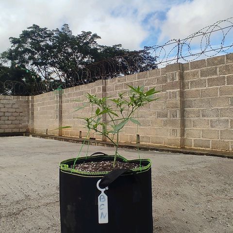 BCN Critical XXL growlog timeline photo
