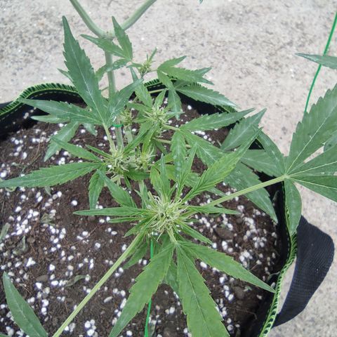 BCN Critical XXL growlog timeline photo
