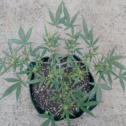 BCN Critical XXL growlog timeline photo