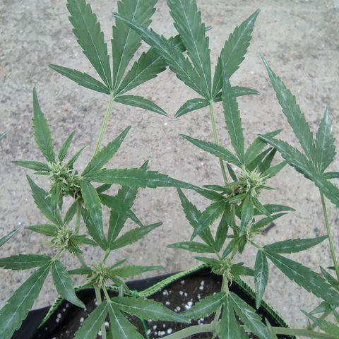 BCN Critical XXL growlog timeline photo