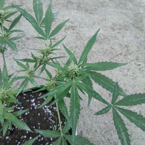 BCN Critical XXL growlog timeline photo