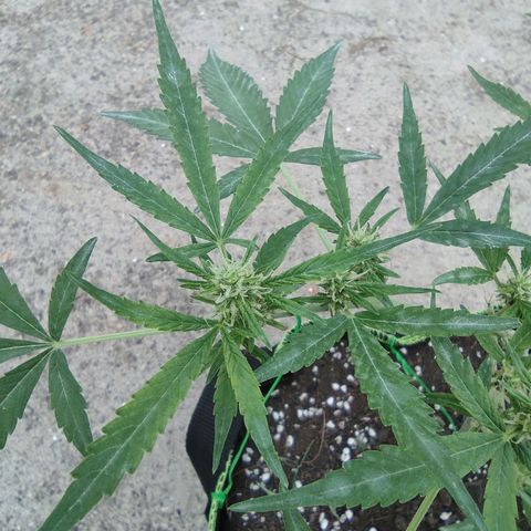 BCN Critical XXL growlog timeline photo