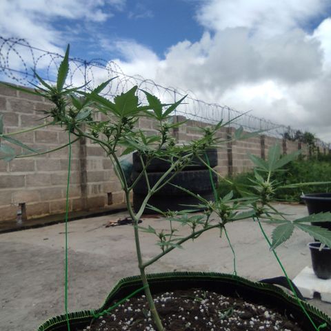 BCN Critical XXL growlog timeline photo