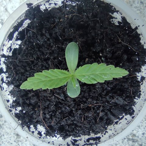 Monkey Glue growlog timeline photo
