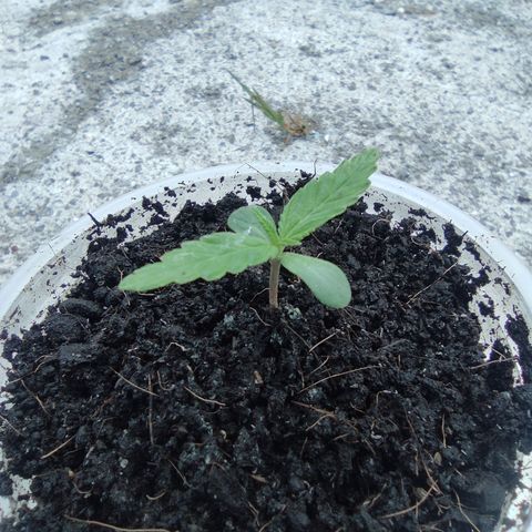 Monkey Glue growlog timeline photo
