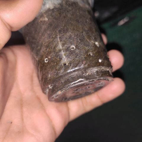 Blue Forest Berry growlog timeline photo