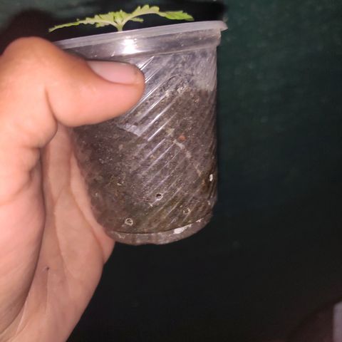 Blue Forest Berry growlog timeline photo
