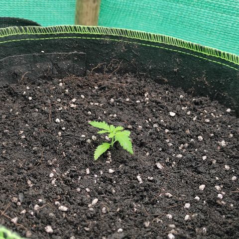 Blue Forest Berry growlog timeline photo