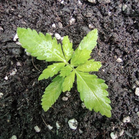 Blue Forest Berry growlog timeline photo