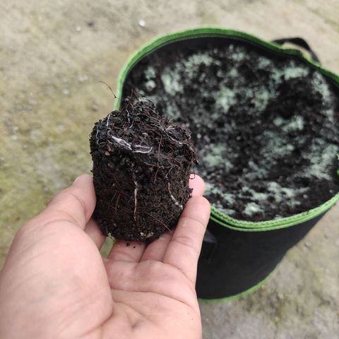 Blue Forest Berry growlog timeline photo