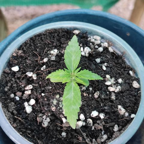 Monkey Glue growlog timeline photo