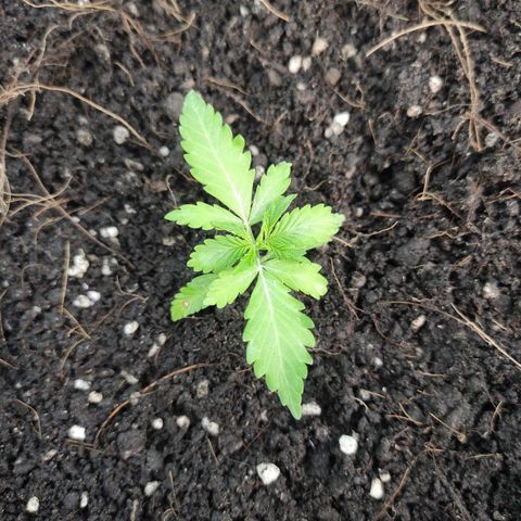 Blue Forest Berry growlog timeline photo