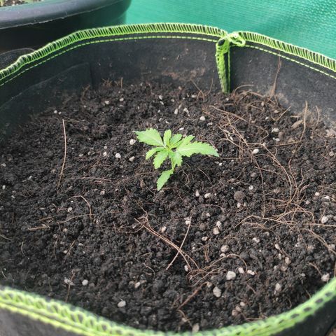 Blue Forest Berry growlog timeline photo