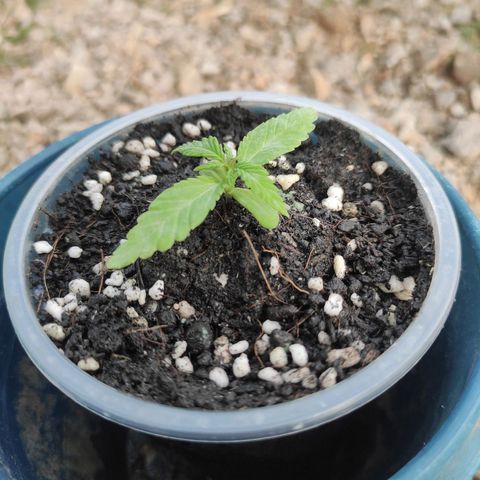 Monkey Glue growlog timeline photo