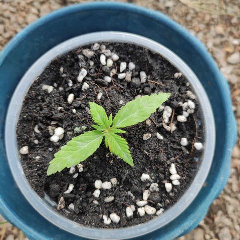 Monkey Glue growlog timeline photo