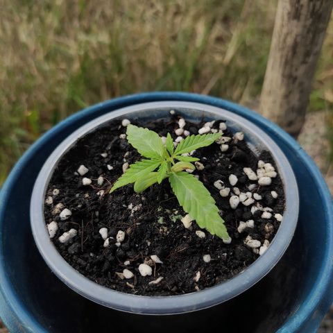 Monkey Glue growlog timeline photo