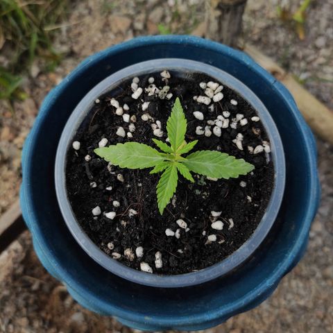 Monkey Glue growlog timeline photo