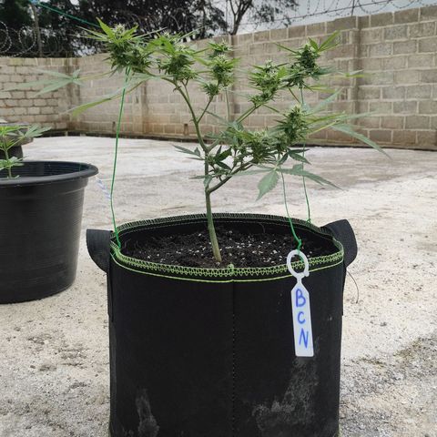 BCN Critical XXL growlog timeline photo