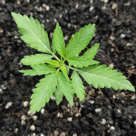 Blue Forest Berry growlog timeline photo