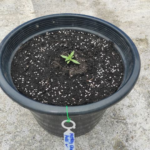 Monkey Glue growlog timeline photo