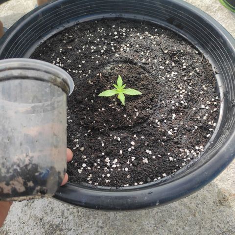 Monkey Glue growlog timeline photo