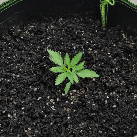 Blue Forest Berry growlog timeline photo