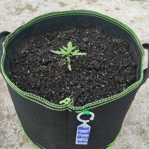 Blue Forest Berry growlog timeline photo