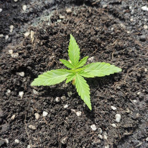 Monkey Glue growlog timeline photo