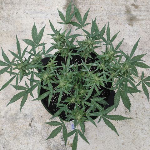 BCN Critical XXL growlog timeline photo
