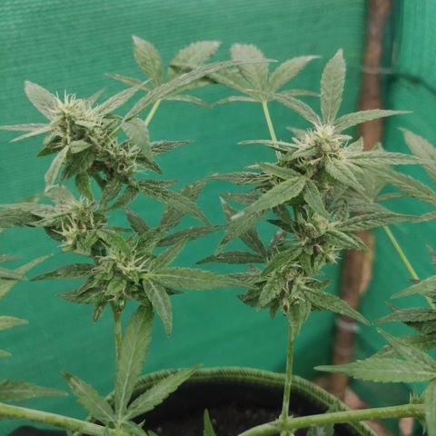 BCN Critical XXL growlog timeline photo
