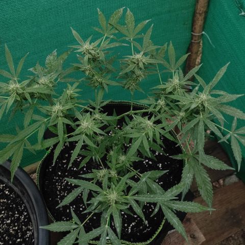 BCN Critical XXL growlog timeline photo