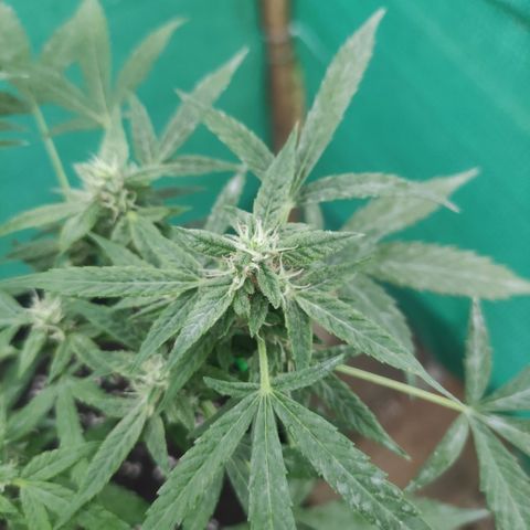 BCN Critical XXL growlog timeline photo