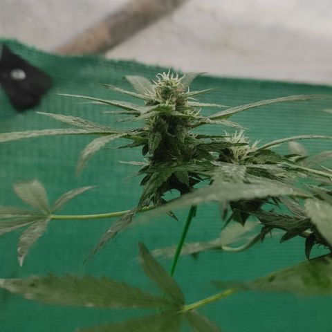 BCN Critical XXL growlog timeline photo