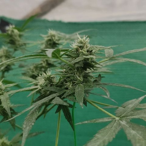 BCN Critical XXL growlog timeline photo