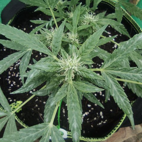 BCN Critical XXL growlog timeline photo