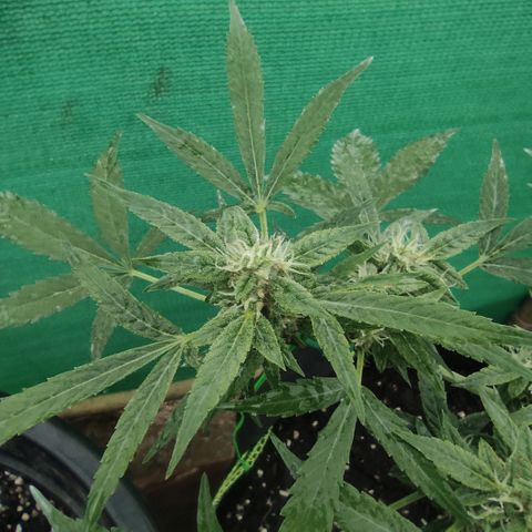 BCN Critical XXL growlog timeline photo