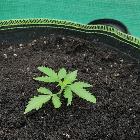 Blue Forest Berry growlog timeline photo