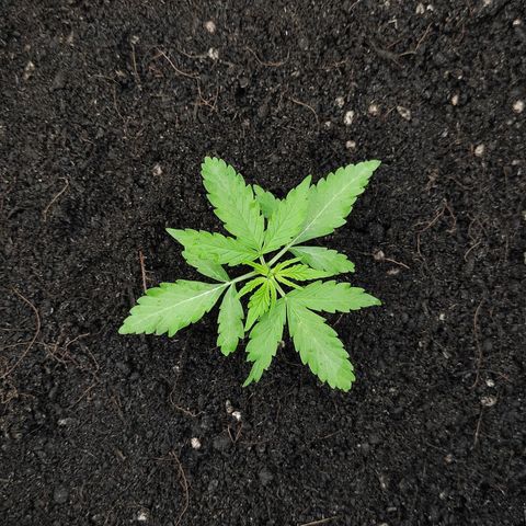 Blue Forest Berry growlog timeline photo