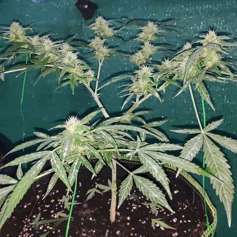 BCN Critical XXL growlog timeline photo
