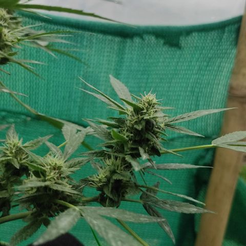 BCN Critical XXL growlog timeline photo