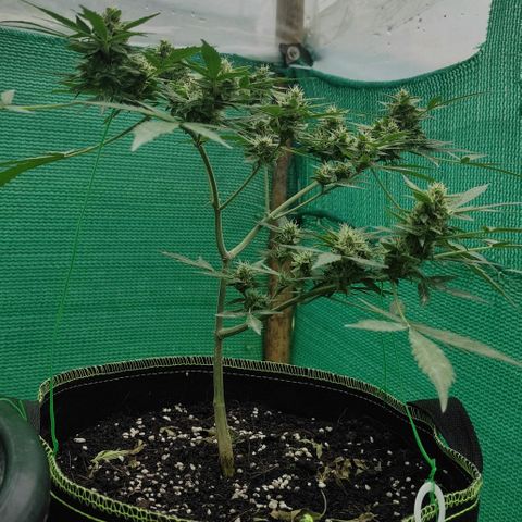 BCN Critical XXL growlog timeline photo